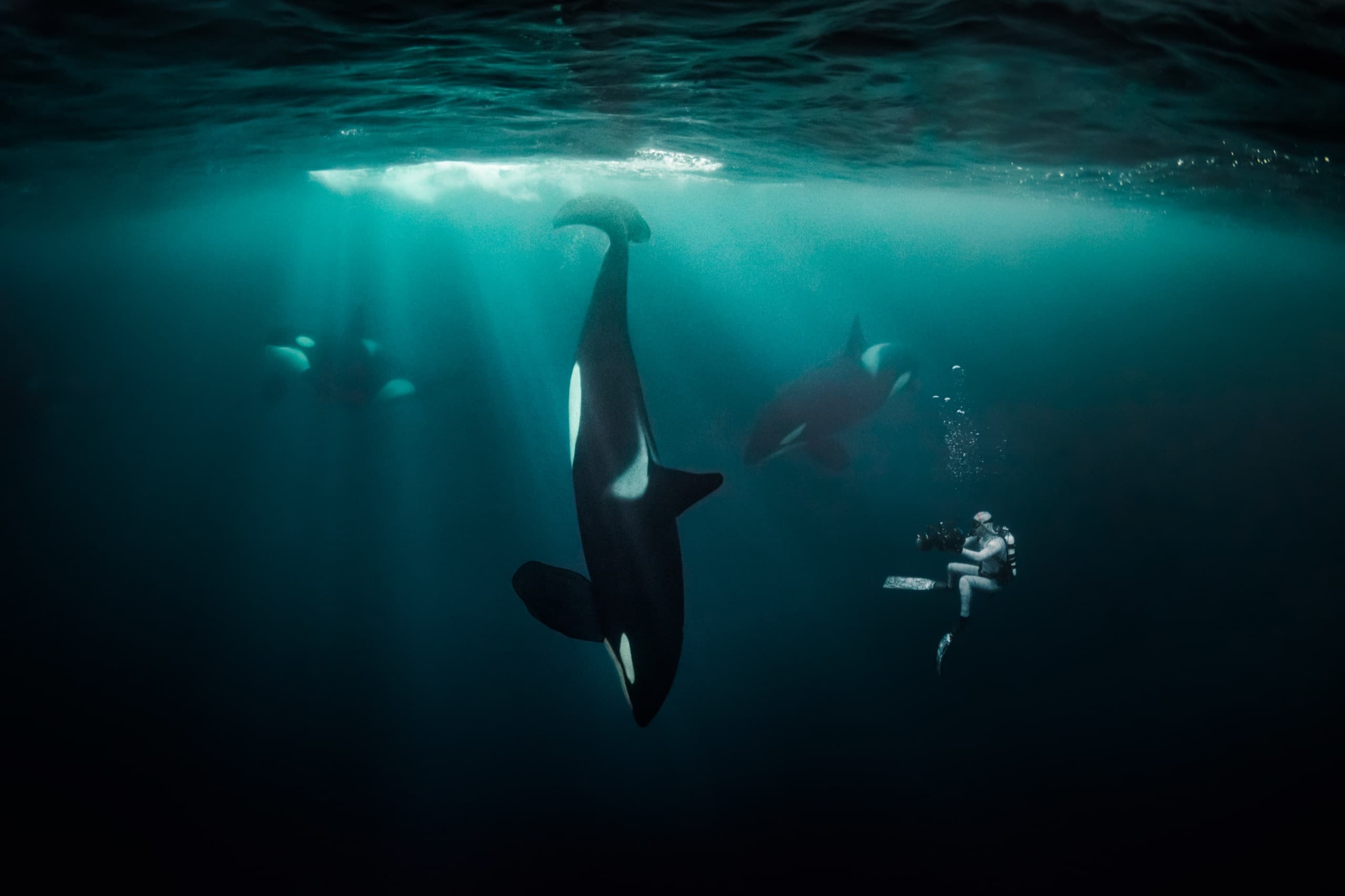 Diver in the open ocean