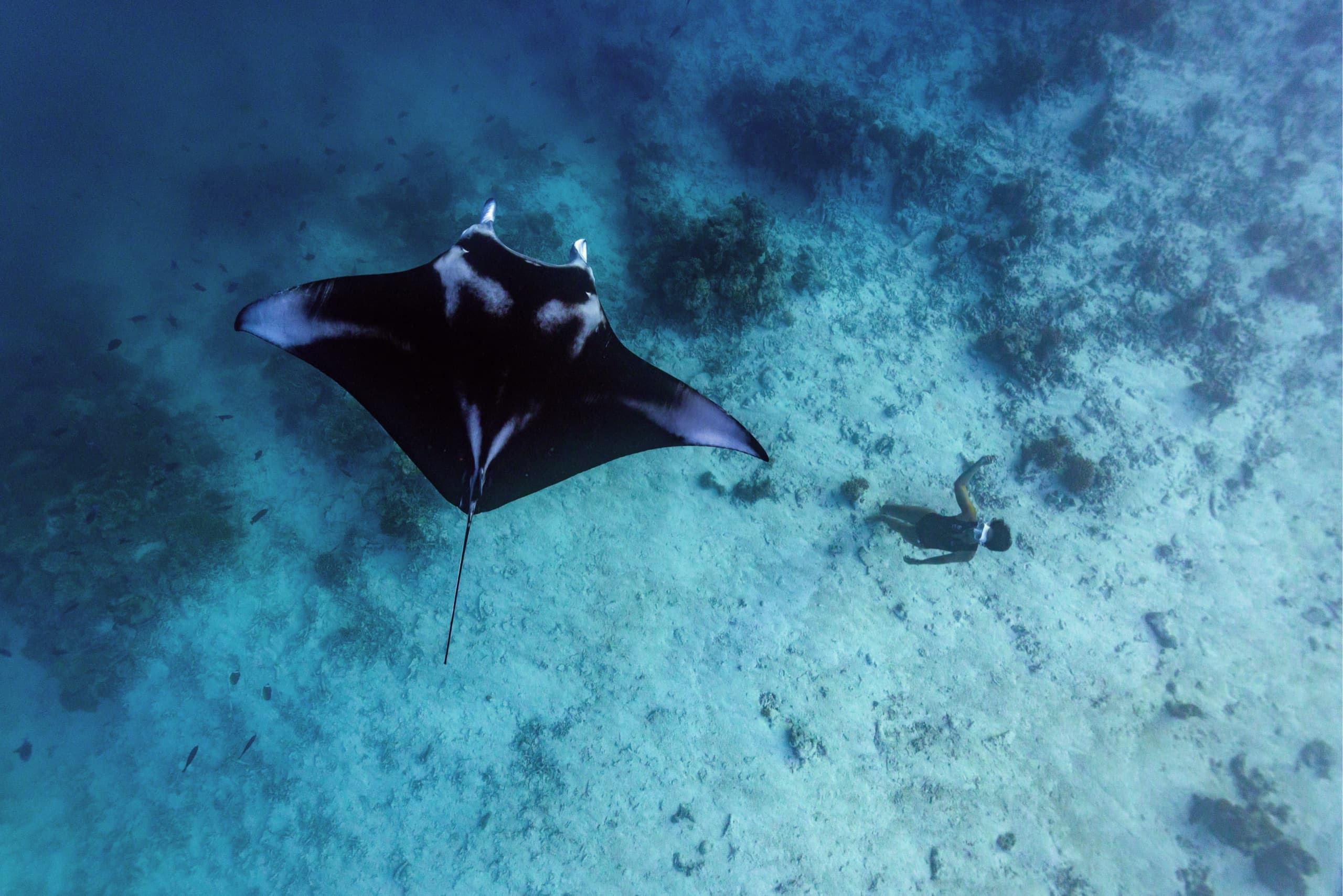 Manta ray gliding over the reef with a diver